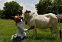India: Hindus kill a Muslim for possessing beef