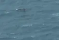 Loss of 30 migrants and rescue of 17 others after a boat capsizes in the middle of the Mediterranean Sea