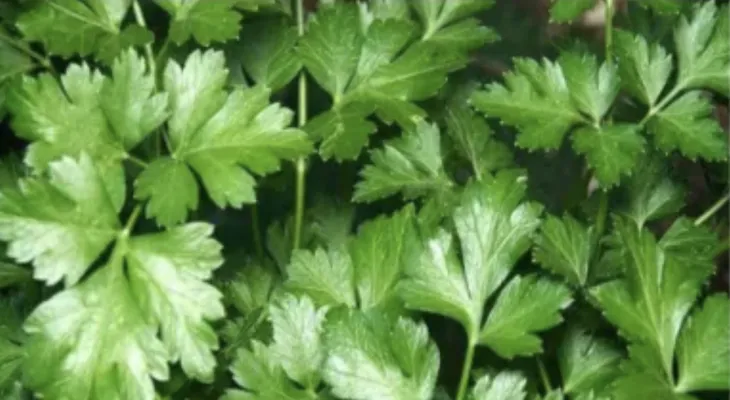 Benefits of parsley in cancer prevention
