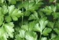 Benefits of parsley in cancer prevention