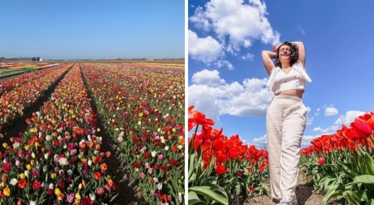 Montreal: Two of the huge tulip fields open their doors to visitors this spring