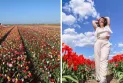 Montreal: Two of the huge tulip fields open their doors to visitors this spring