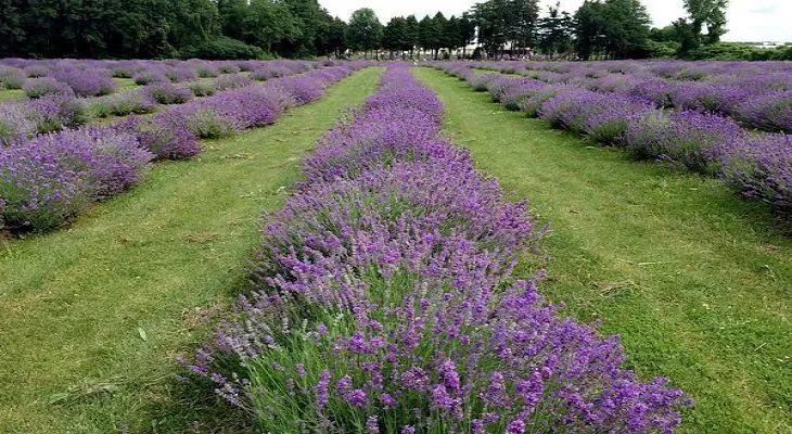 Lavender farm in Quebec welcomes visitors and hosts many activities this spring