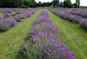 Lavender farm in Quebec welcomes visitors and hosts many activities this spring