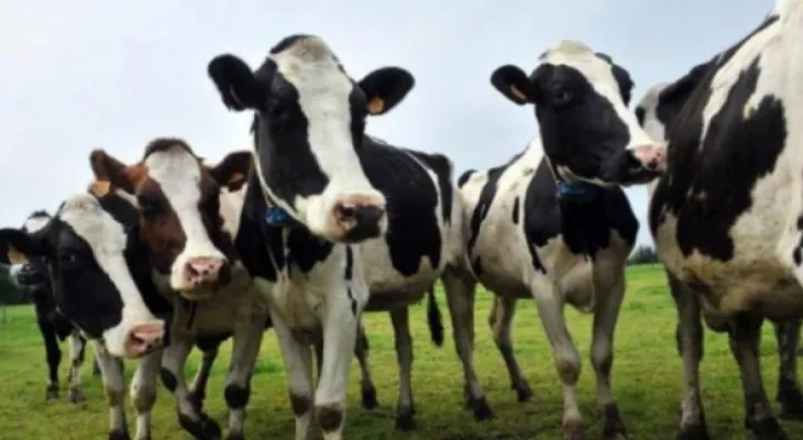 18,000 cows die in farm explosion in the United States