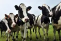 18,000 cows die in farm explosion in the United States