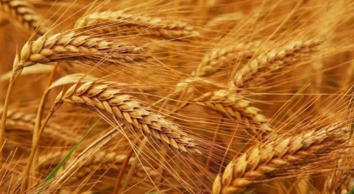 Canada: Production of 35.8 million tons of wheat crop