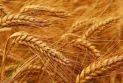 Canada: Production of 35.8 million tons of wheat crop