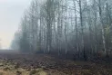 Alberta: Rainfall may help control wildfires