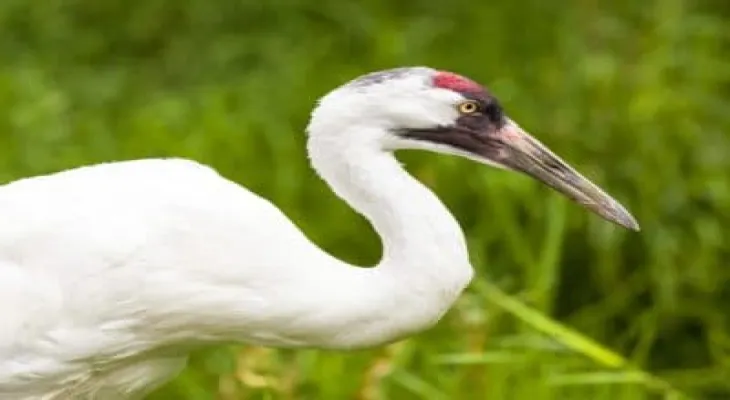 The spread of wildfires in Canada puts some species at risk of extinction