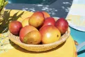 Amazing health benefits of eating mango.. Protects against serious diseases
