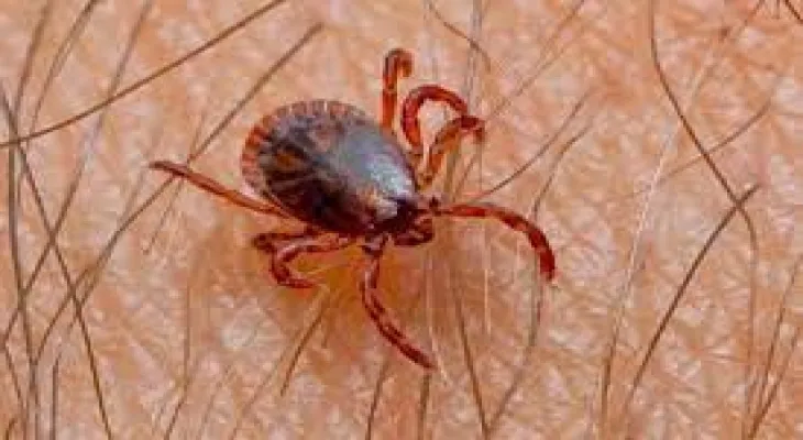 Ontario tracks the spread of tick-borne diseases