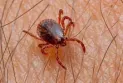 Ontario tracks the spread of tick-borne diseases