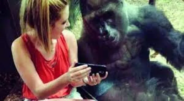 Toronto Zoo urges its guests to reduce screen time in front of the gorilla
