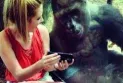 Toronto Zoo urges its guests to reduce screen time in front of the gorilla