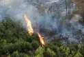 Wildfires cause the death of 34 people in Algeria