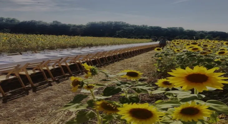 The Sunflower Festival launched near Toronto for $13.50.