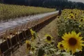 The Sunflower Festival launched near Toronto for $13.50.