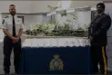 Manitoba: Canadian border police seize over 60 kg of cocaine
