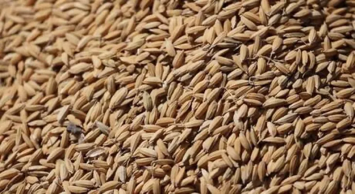 Is it a food war? …. Russia bans rice exports until the end of the year!