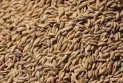 Is it a food war? …. Russia bans rice exports until the end of the year!