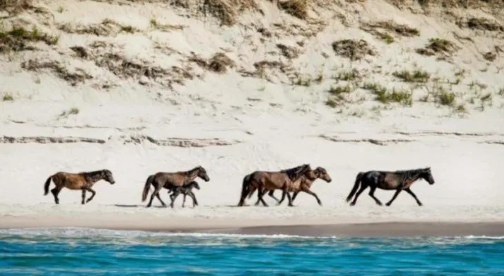 Entry to it with a permit... A Canadian island home to 500 wild horses