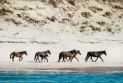 Entry to it with a permit... A Canadian island home to 500 wild horses