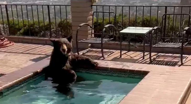 A bear escapes the summer heat to a swimming pool at a house in Southern California.