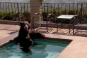 A bear escapes the summer heat to a swimming pool at a house in Southern California.