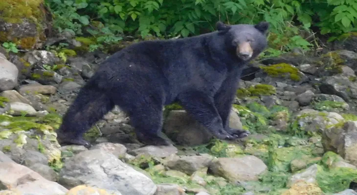A financial penalty was imposed on three individuals for smuggling black bear organs in Quebec.