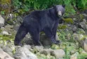 A financial penalty was imposed on three individuals for smuggling black bear organs in Quebec.