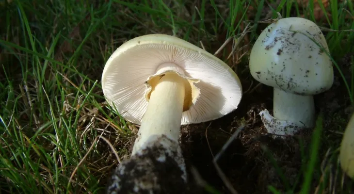 Warnings of the growth of the poisonous "death cap" mushroom linked to murders in Australia in Canada