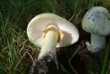 Warnings of the growth of the poisonous "death cap" mushroom linked to murders in Australia in Canada