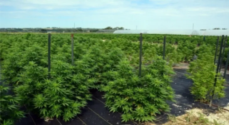 The German government approves a draft law to regulate the cultivation of marijuana.