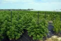 The German government approves a draft law to regulate the cultivation of marijuana.