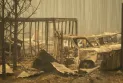 At least 50 buildings in West Kelowna have been lost due to the wildfires, but the most affected areas have not been surveyed yet.