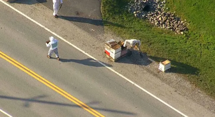 The police and beekeepers are working to contain millions that fell from a truck in Burlington.