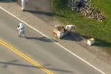 The police and beekeepers are working to contain millions that fell from a truck in Burlington.
