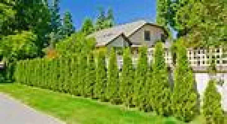 A fine of 150 thousand dollars for a woman who intentionally damaged her neighbors' trees in British Columbia.