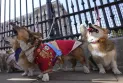 Corgi dogs celebrate the anniversary of the death of Queen Elizabeth II.
