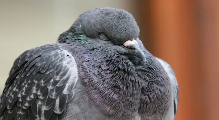 Do animals dream like humans?
