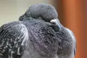 Do animals dream like humans?