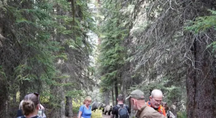 Horror in Banff National Park... Two wasps chase the park visitors in an attempt to attack them.