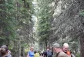 Horror in Banff National Park... Two wasps chase the park visitors in an attempt to attack them.