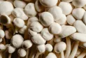 Investigation of "Golden Enoki Mushroom" for potential listeria contamination