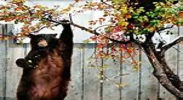 A blonde bear is wandering near downtown Quesnel in British Columbia.