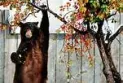 A blonde bear is wandering near downtown Quesnel in British Columbia.