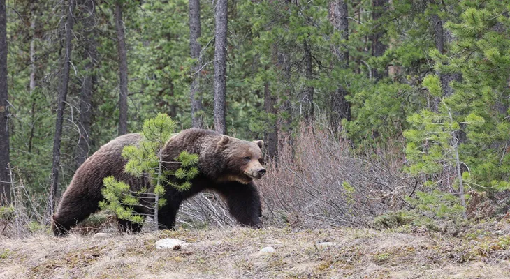 Calgary: Bear kills two people in Banff National Park and authorities carry out euthanasia due to its aggressive behavior.