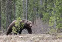 Calgary: Bear kills two people in Banff National Park and authorities carry out euthanasia due to its aggressive behavior.