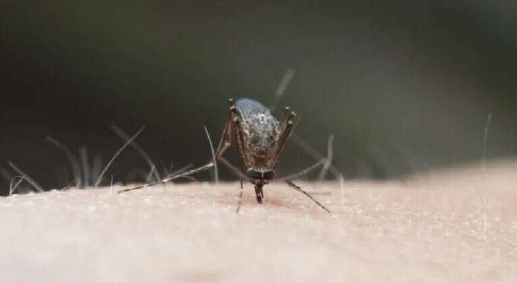 World Health Organization: Dengue fever will spread in Europe and the United States this decade.